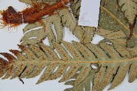 生芽狗脊蕨、頂芽狗脊蕨藏品圖，第5張