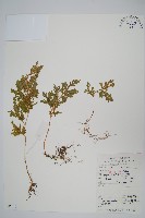 江南卷柏藏品圖，第1張