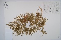 燈龍草藏品圖，第1張