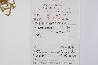 燈龍草藏品圖，第2張