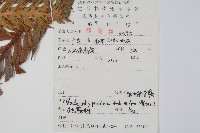 東方狗脊蕨藏品圖，第2張