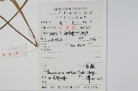 盾蕨藏品圖，第2張