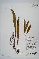 褐基劍蕨藏品圖，第1張