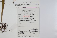 褐基劍蕨藏品圖，第2張