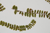 三翅鐵角蕨藏品圖，第3張