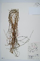 芼管草藏品圖，第1張