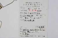 芼管草藏品圖，第2張