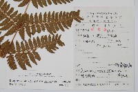 疏葉鱗毛蕨藏品圖，第2張