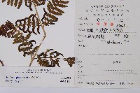 登錄號:P006055藏品圖，第2張