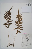 假漸尖毛蕨藏品圖，第1張