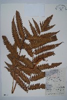 峨眉狗脊蕨藏品圖，第1張