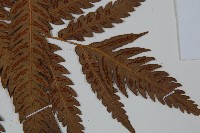 峨眉狗脊蕨藏品圖，第3張