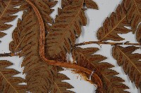 峨眉狗脊蕨藏品圖，第4張