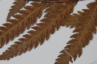 峨眉狗脊蕨藏品圖，第5張