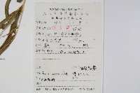 粗糙鳳尾蕨藏品圖，第2張