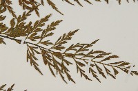 相似鐵角蕨藏品圖，第3張