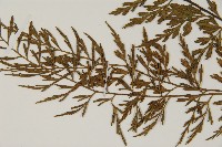 相似鐵角蕨藏品圖，第4張