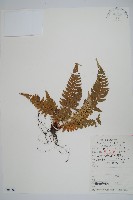 登錄號:P006060藏品圖，第1張