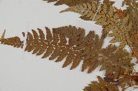 登錄號:P006060藏品圖，第4張