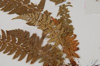 登錄號:P006060藏品圖，第5張