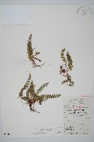 岩蕨藏品圖，第1張