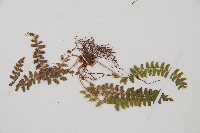 岩蕨藏品圖，第3張