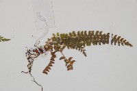 岩蕨藏品圖，第4張