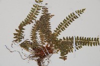 岩蕨藏品圖，第5張