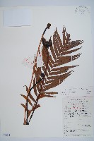 烏毛蕨藏品圖，第1張