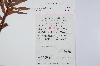 烏毛蕨藏品圖，第2張