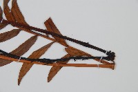 烏毛蕨藏品圖，第3張