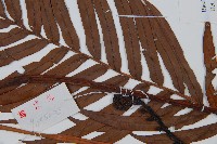 烏毛蕨藏品圖，第4張