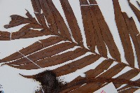 烏毛蕨藏品圖，第5張