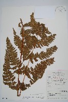 光鱗毛蕨藏品圖，第1張