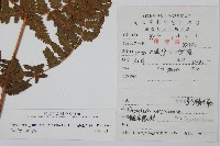 光鱗毛蕨藏品圖，第2張