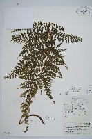 稀子蕨藏品圖，第1張