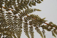 稀子蕨藏品圖，第3張