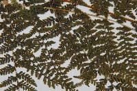 稀子蕨藏品圖，第5張