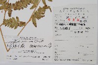 亞二型鱗毛蕨藏品圖，第2張