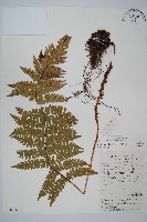 黑鱗耳蕨藏品圖，第1張