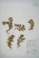 蛇足石杉、千層塔藏品圖，第1張