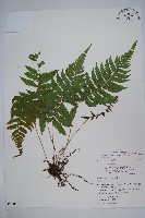 密毛毛蕨藏品圖，第1張