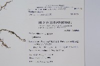 密毛毛蕨藏品圖，第2張