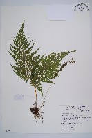 粗毛金星蕨藏品圖，第1張