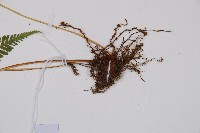 粗毛金星蕨藏品圖，第3張