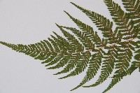 粗毛金星蕨藏品圖，第5張