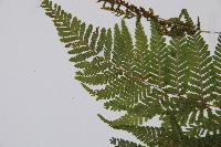 粗毛金星蕨藏品圖，第6張