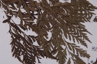 登錄號:P006070藏品圖，第3張