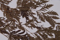 登錄號:P006070藏品圖，第4張