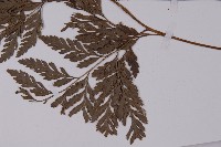 登錄號:P006070藏品圖，第5張